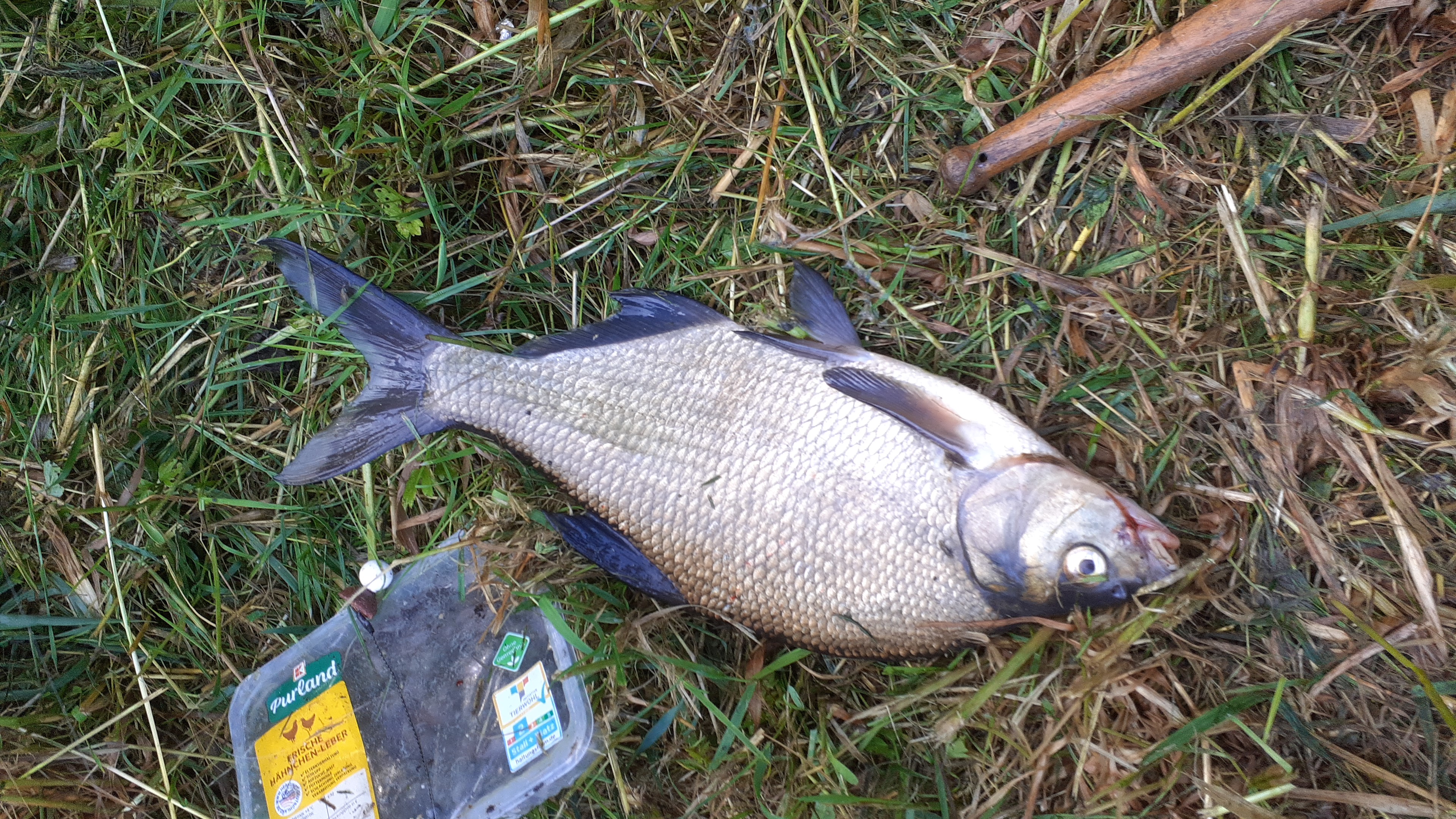 Fangfoto